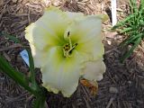 keylimeicegarden-1.jpg image by wwjdfakb